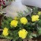 Artificial Carnation Picks, 5-Inch, 3.5" Wide, Box of 200, Yellow, Realistic Silk Flowers, Spring Floral Picks, Parties & Events, Home & Office Decor, Floral Home by Artificial Flowers